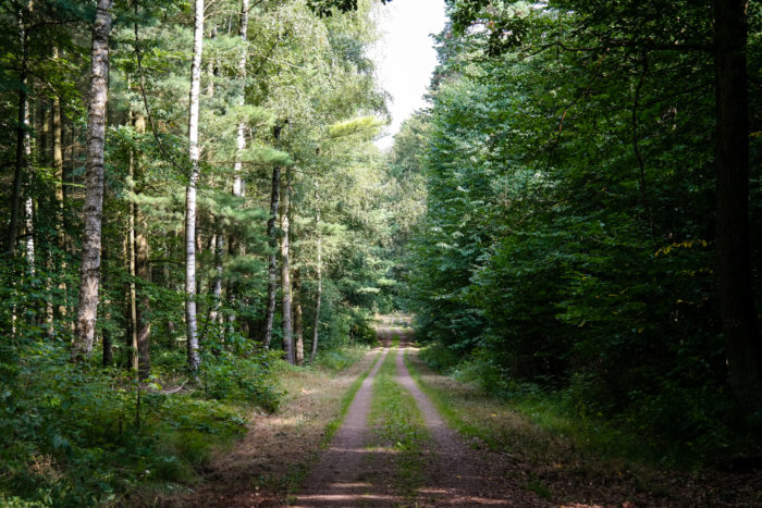 Weg im Wermsdorfer Forst