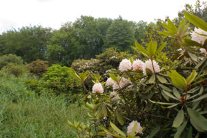 Die Rhododendronschlucht im Kromlauer Park